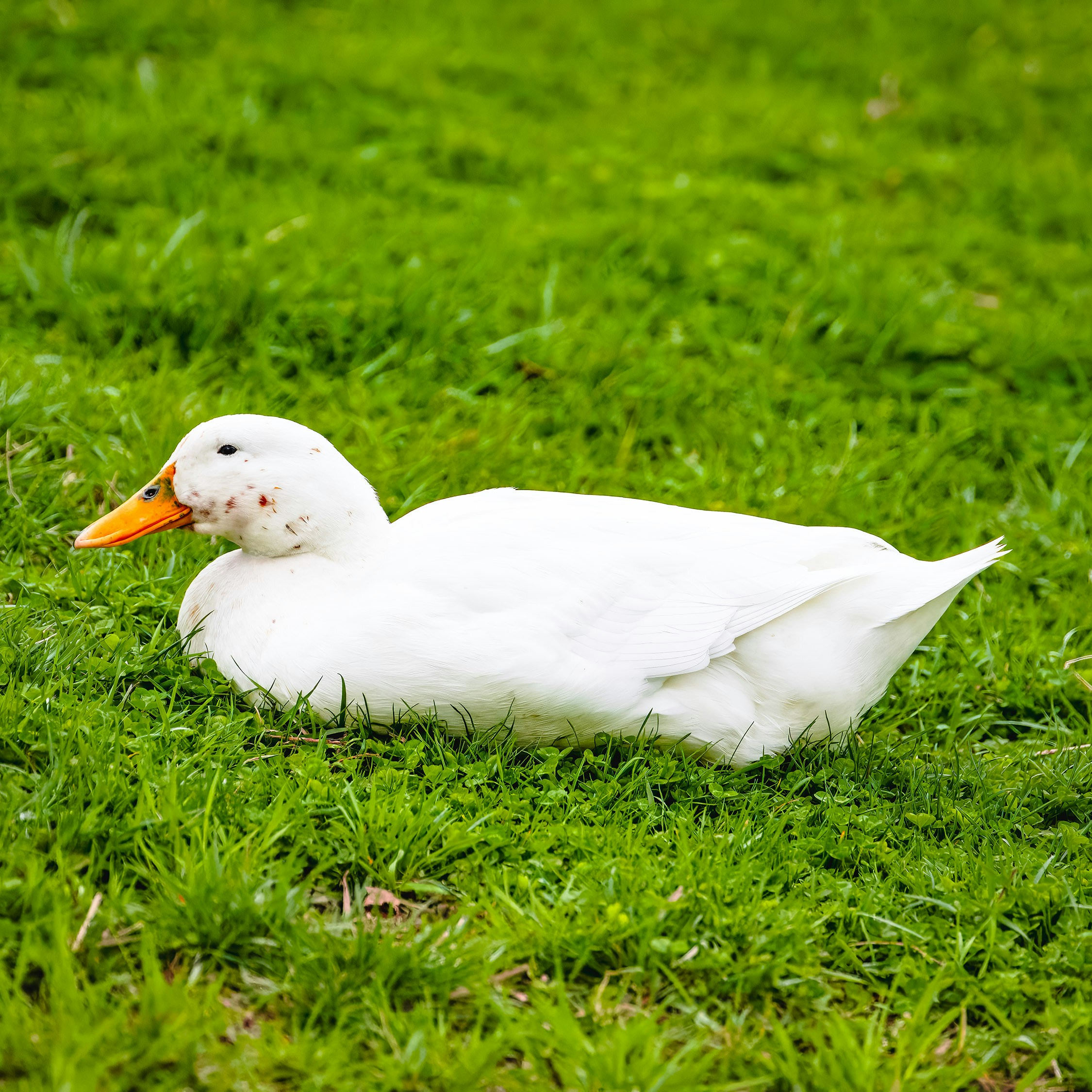 American Pekin Duck