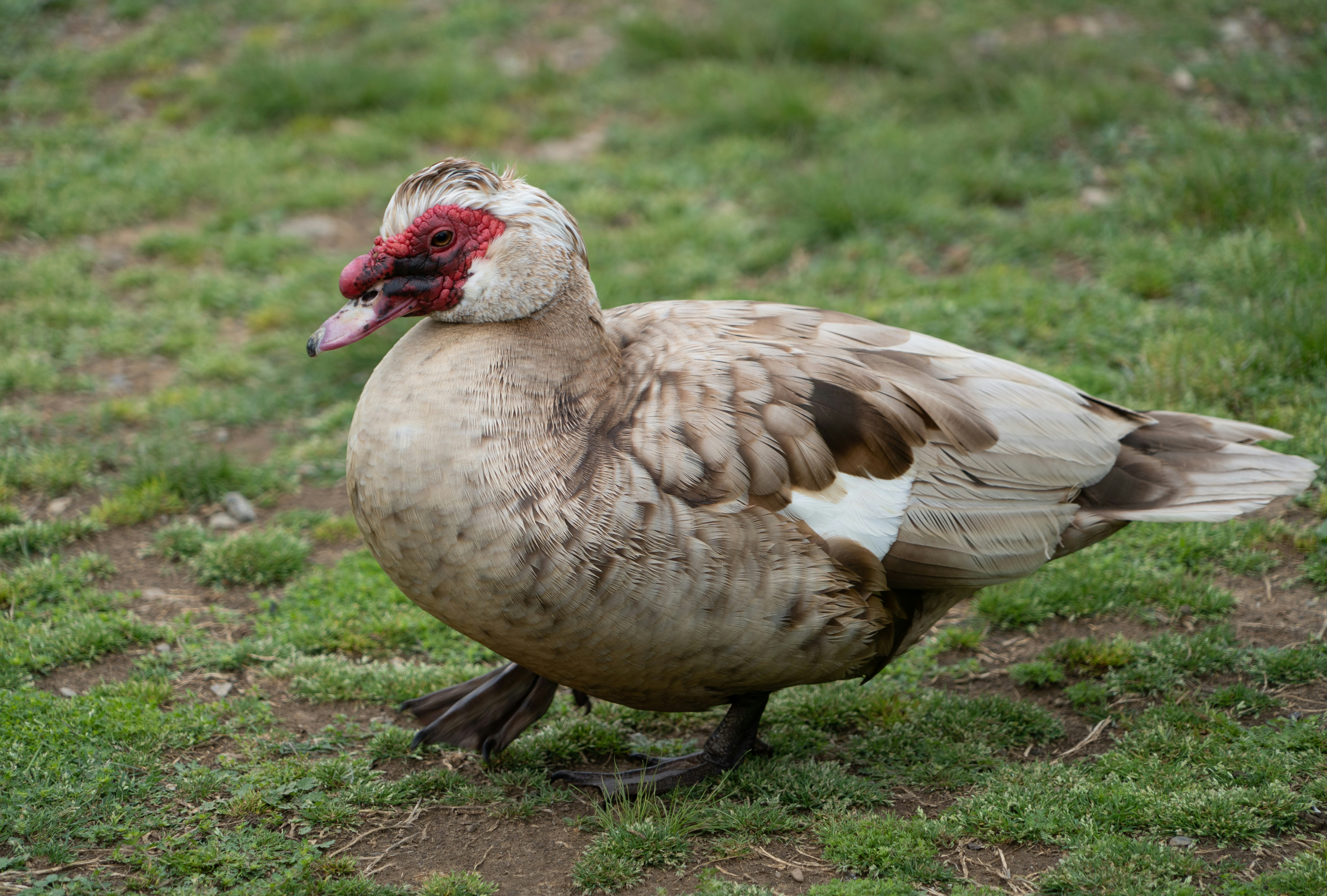 Muscovy Duck