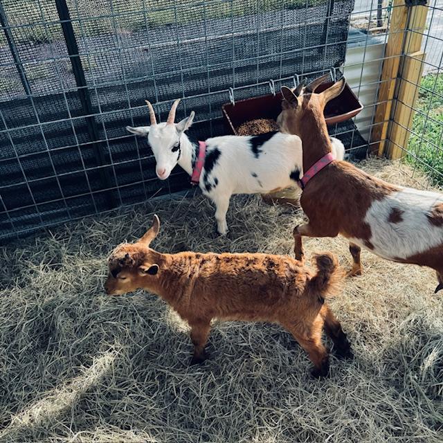 Nigerian Dwarf Goats