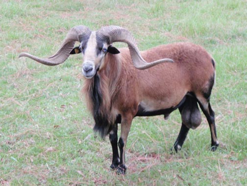 American Barbados Sheep