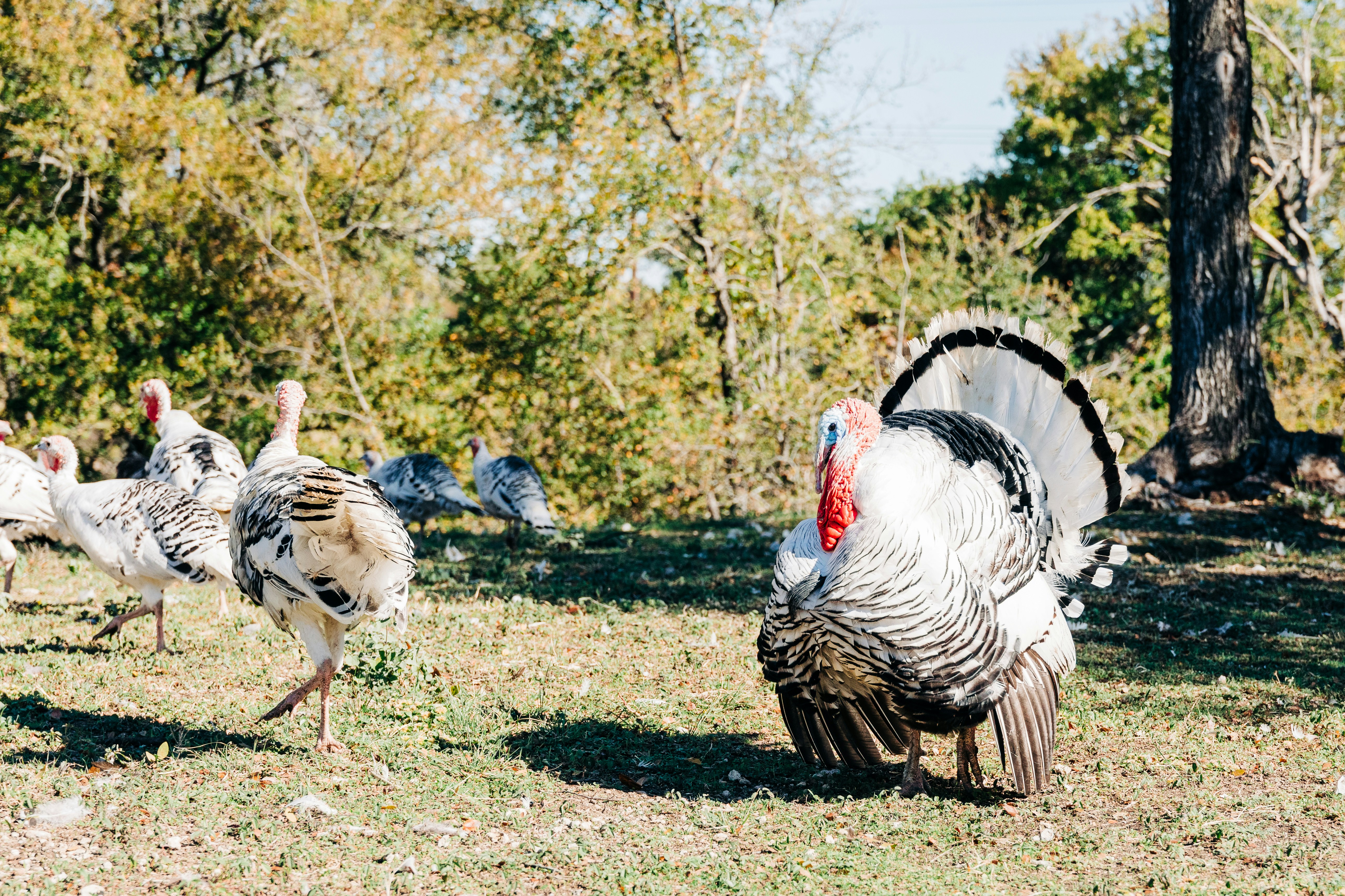 Broad Breasted White Turkey